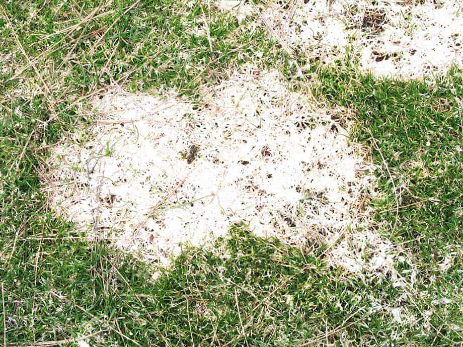 What is Snow Mold