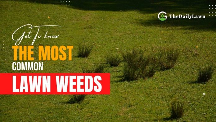 Most Common Lawn Weeds to Protect Your Lawn