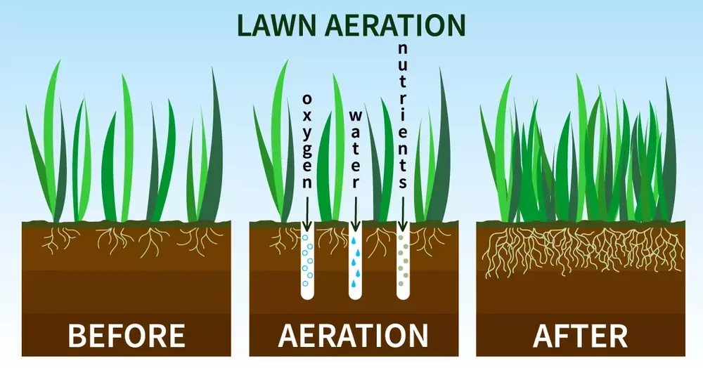 Why Should You Aerate the Lawn?