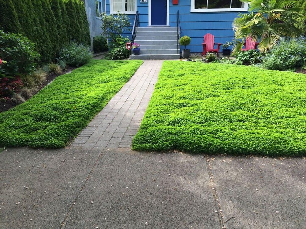 How to Take Care of Clover Lawns?