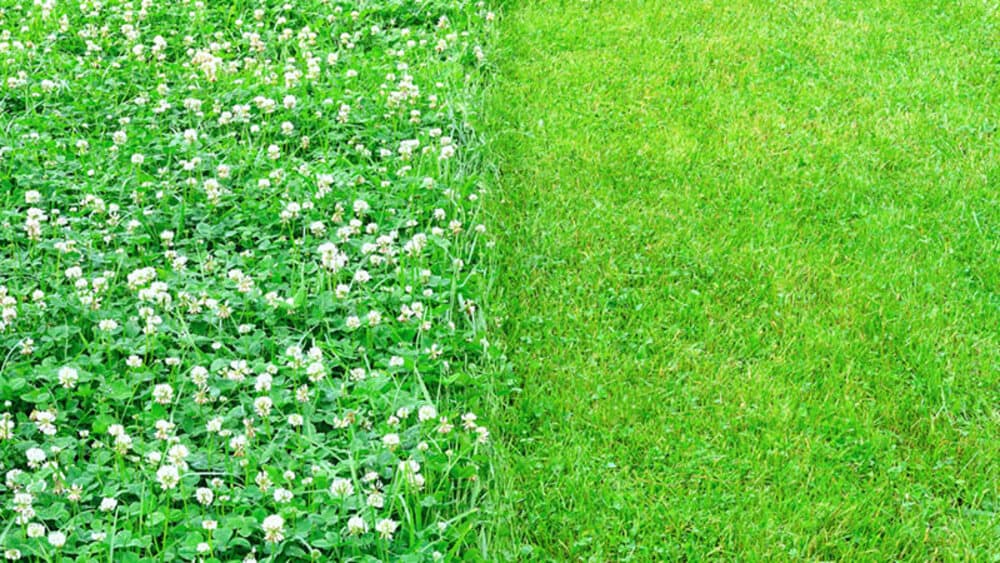Grass Vs. Clover Lawns