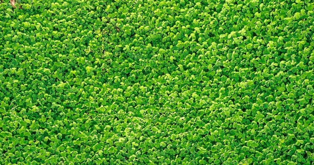 Micro clover lawns