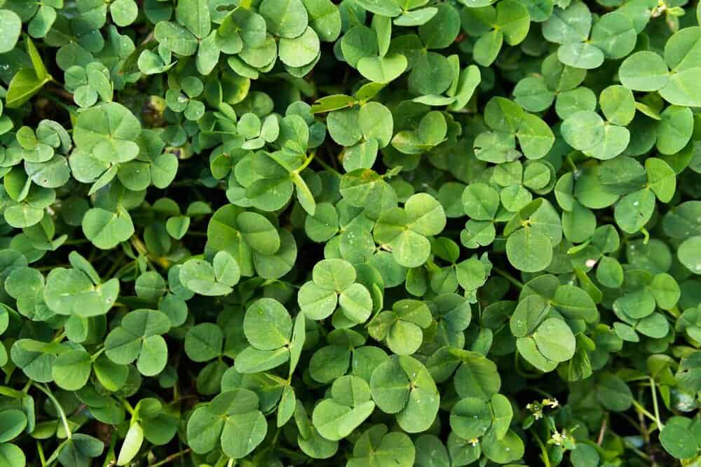 what is clover lawn